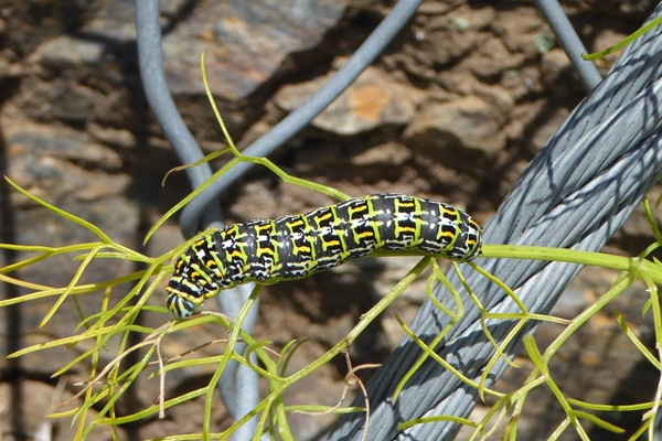 3 Papilio hospiton